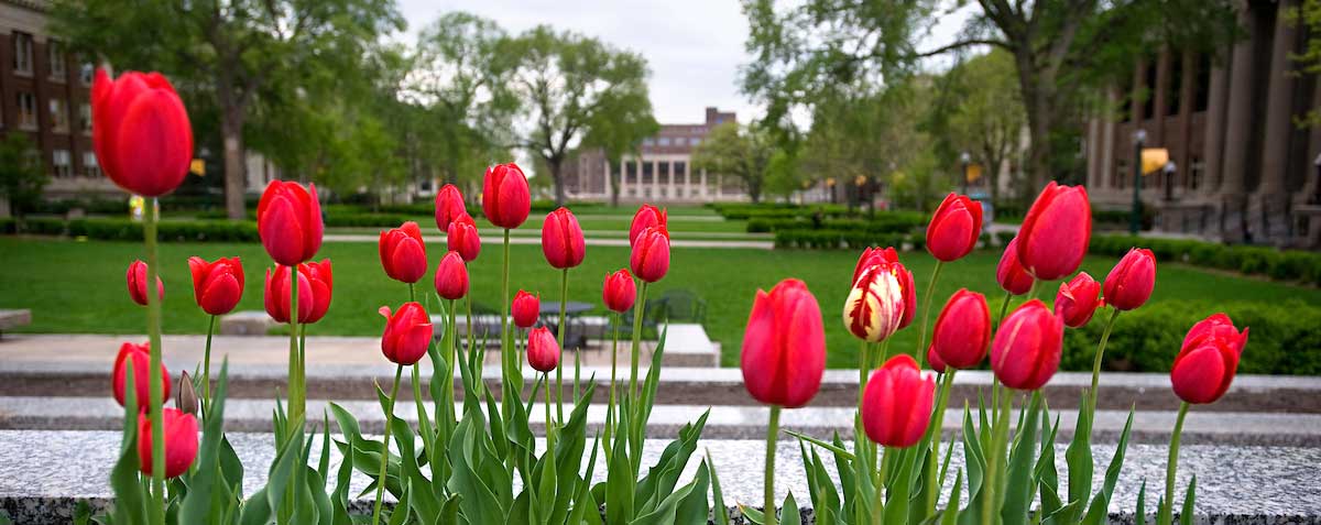 East bank campus tulip flowers