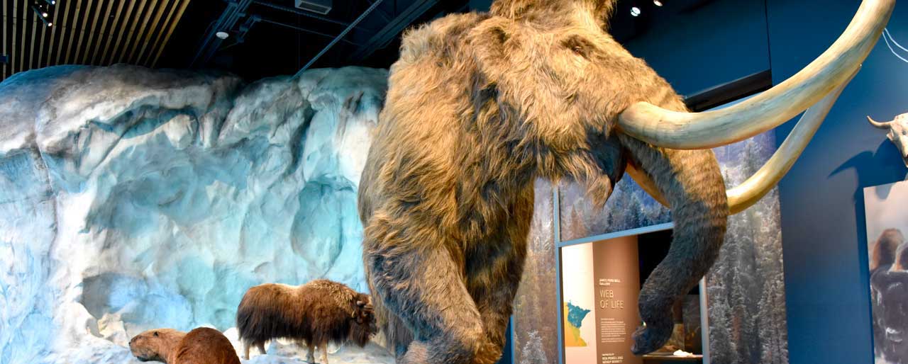 a synthetic woolly mammoth at Bell Museum